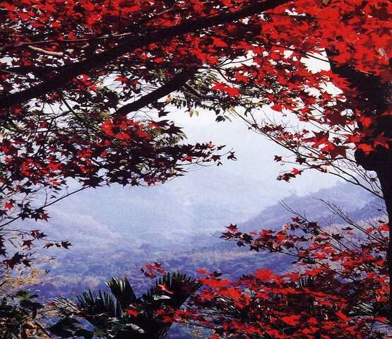 照片-滿山紅葉