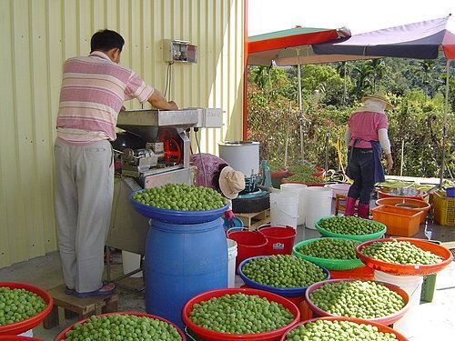 照片-揚梅吐氣農特產品(資料來源:店家官網)