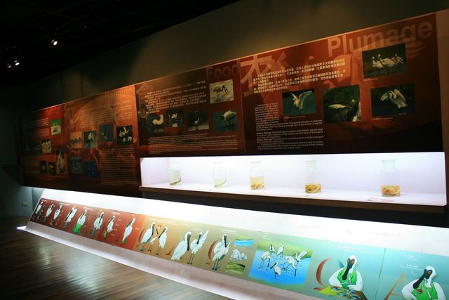 照片-生態展示館有許多黑面琵鷺介紹