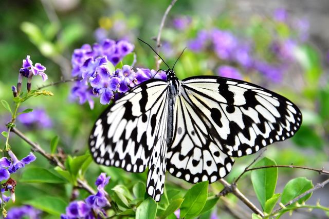 照片-蝴蝶生態教育農場中的斑斕蝴蝶