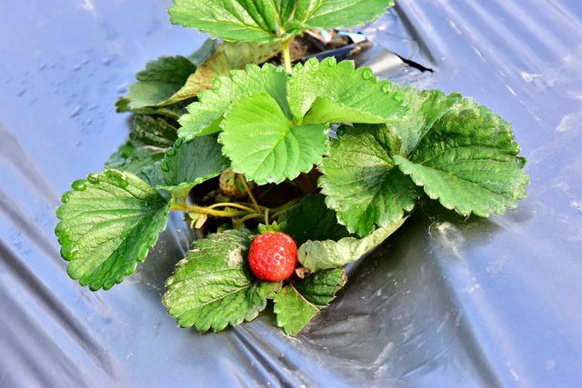 照片-新鮮草莓
