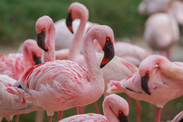 照片-體態最優雅的粉色紅鶴